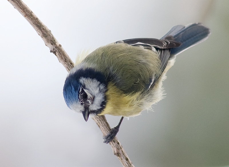 Blåmeis -European blue tit (Cyanistes caeruleus) .jpg